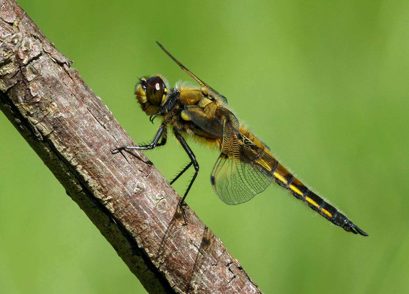 Male Four-spotted Chaser by John Bulpitt